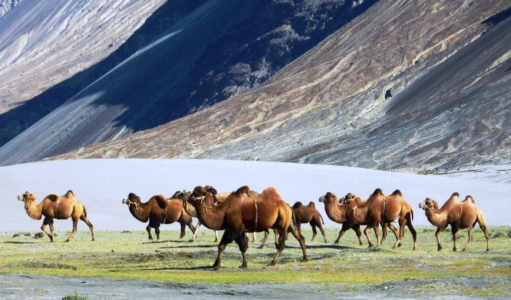 Manali Leh Nubra Pangong Rider Circuit